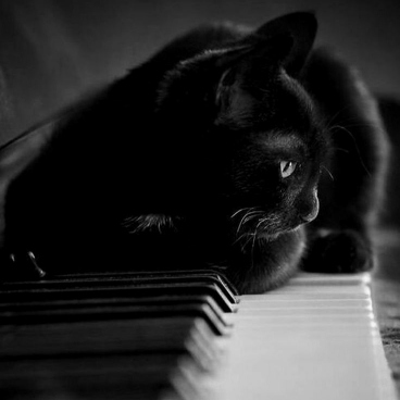 عکس گربه سیاه و سفید فانتزی