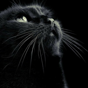 عکس گربه سیاه با چشم سبز