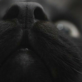 عکس گربه سیاه برای پروفایل 