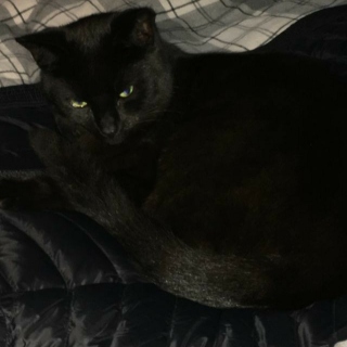 عکس پروفایل گربه سیاه