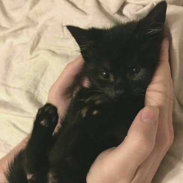 عکس گربه سیاه و سفید فانتزی