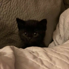 عکس پروفایل گربه سیاه کیوت