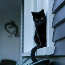 عکس گربه سیاه و سفید فانتزی