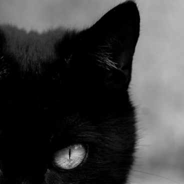 عکس گربه سیاه و سفید فانتزی