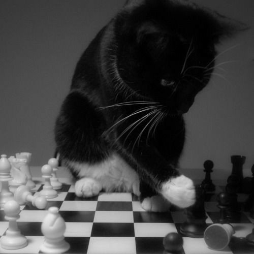 عکس گربه سیاه و سفید فانتزی