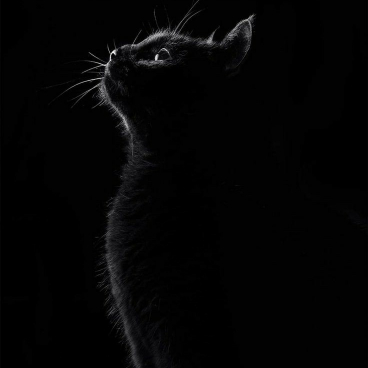 پروفایل گربه ی سیاه
