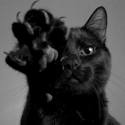 عکس گربه ی سیاه برای پروفایل