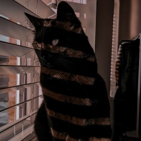 عکس گربه سیاه و سفید فانتزی