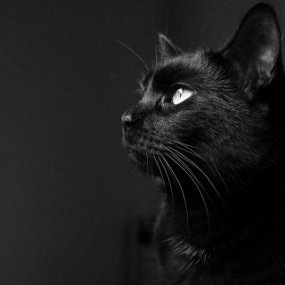 عکس گربه سیاه ترسناک