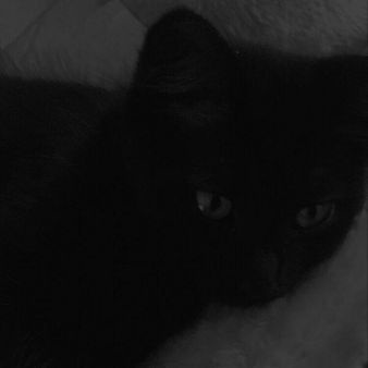 عکس گربه سیاه غمگین