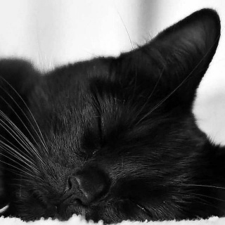 پروفایل گربه سیاه