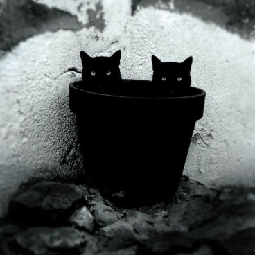 عکس گربه سیاه جدید