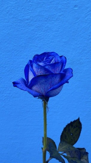 عکس آبی برای پروفایل