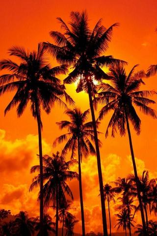  عکس نارنجی کیوت