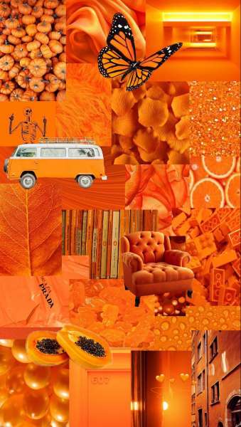  عکس نارنجی کیوت