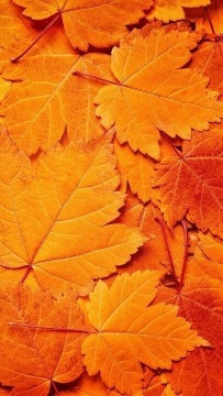  عکس نارنجی کیوت