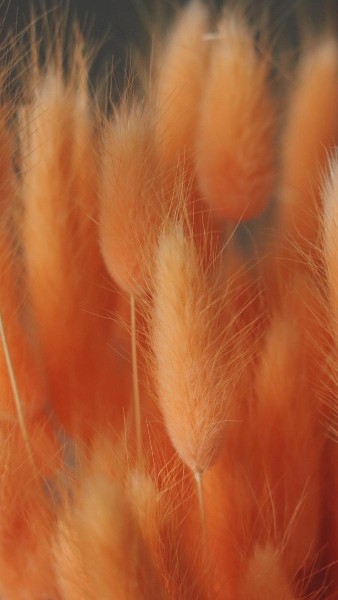  عکس نارنجی کیوت