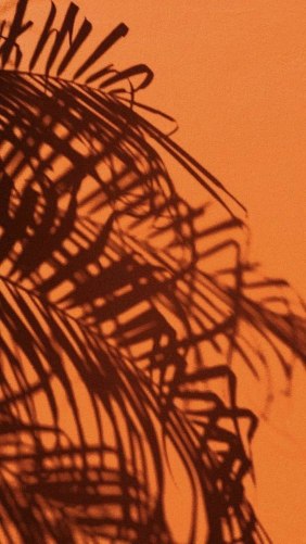  عکس نارنجی کیوت