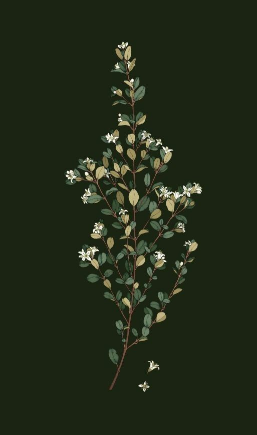  بک گراند سبز یشمی